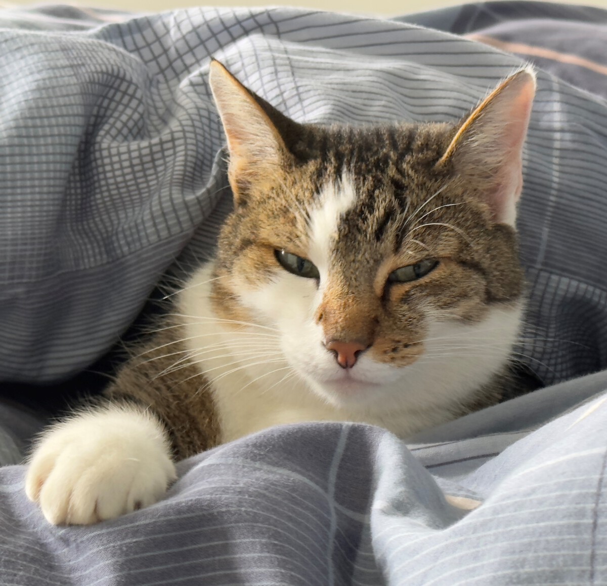 You are currently viewing Advent, Advent, ein Lichtlein brennt!