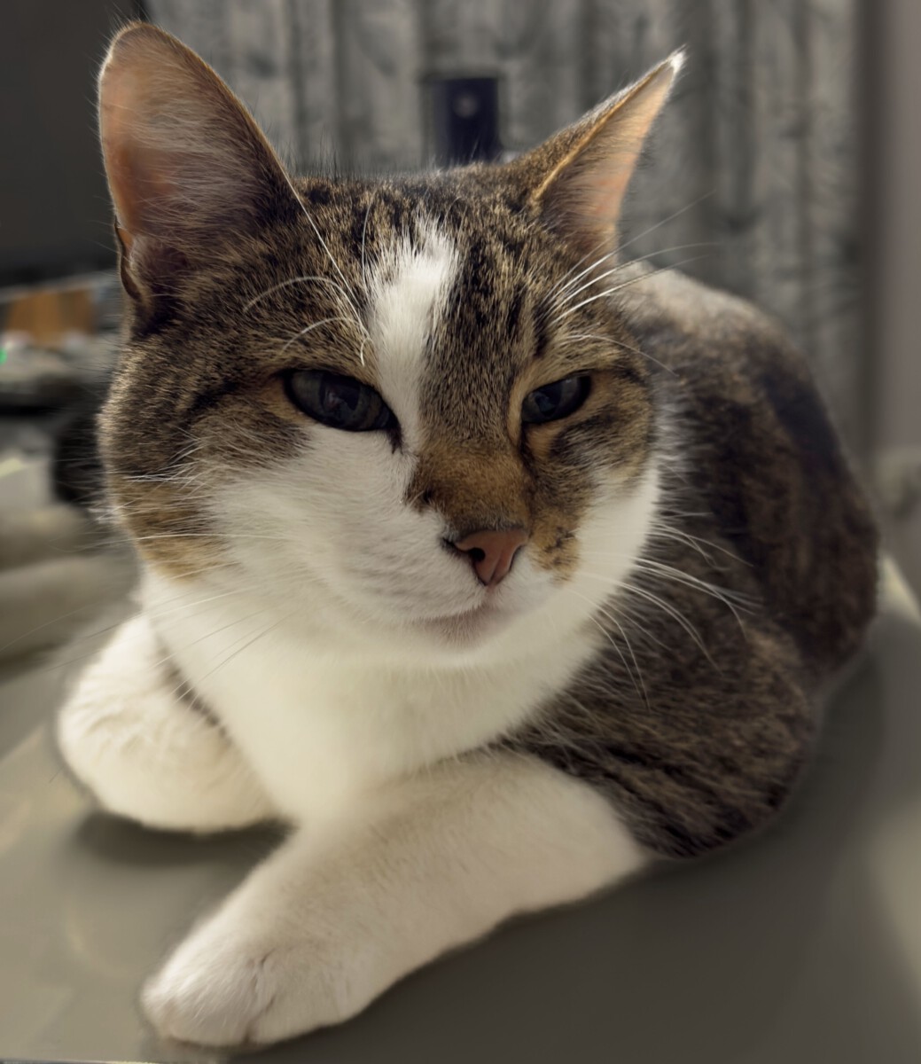 Read more about the article Beinah hätte ich lange Ohren gehabt!