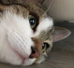 Der Bauer hat sich am Zaun gepiekt!