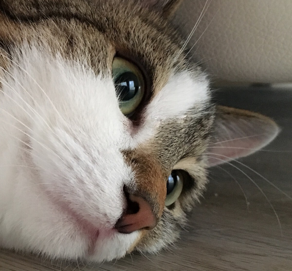 Read more about the article Der Bauer hat sich am Zaun gepiekt!