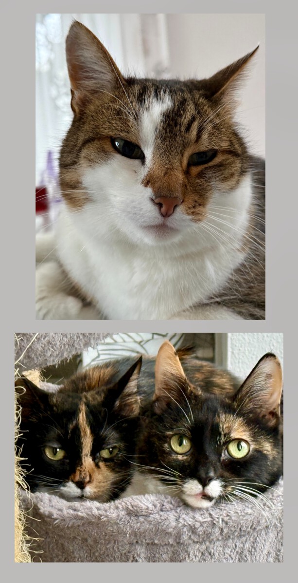 Read more about the article Die Ada und die Holly haben ein neues Zuhause!