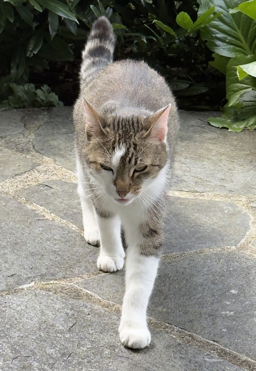 Read more about the article Die Tante Uschi ist aus dem Fenster gefallen!