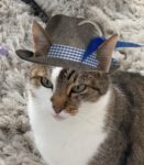 Hendl klauen ist gefährlich!