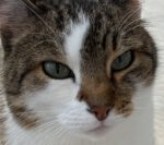 Ich habe auch geschossen!