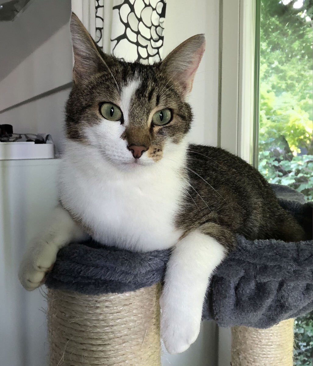 You are currently viewing Ich habe auf dem Topfdeckel gesessen! 