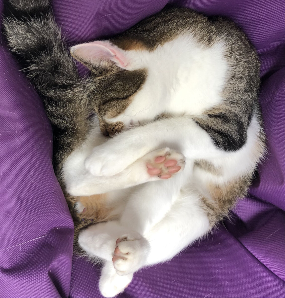 You are currently viewing Ich habe ganz viel Süßes und Saures gefressen!