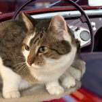 Ich habe „tuuut, tuuut“ gemacht!