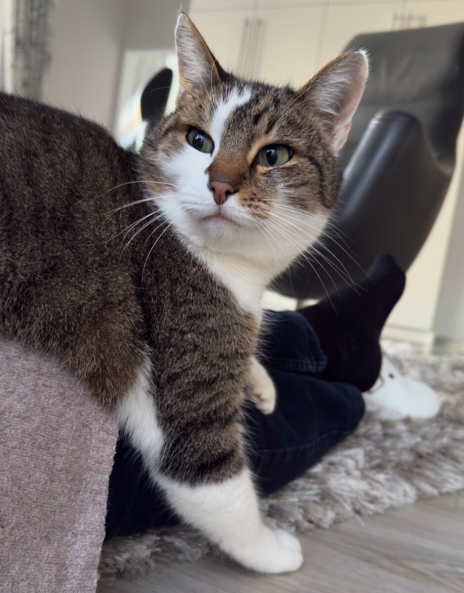 Read more about the article Jetzt gibt es endlich wieder Eier! 