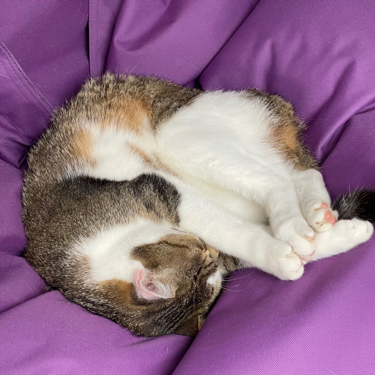 You are currently viewing Meine Menschen füttern ganz komische Tiere!