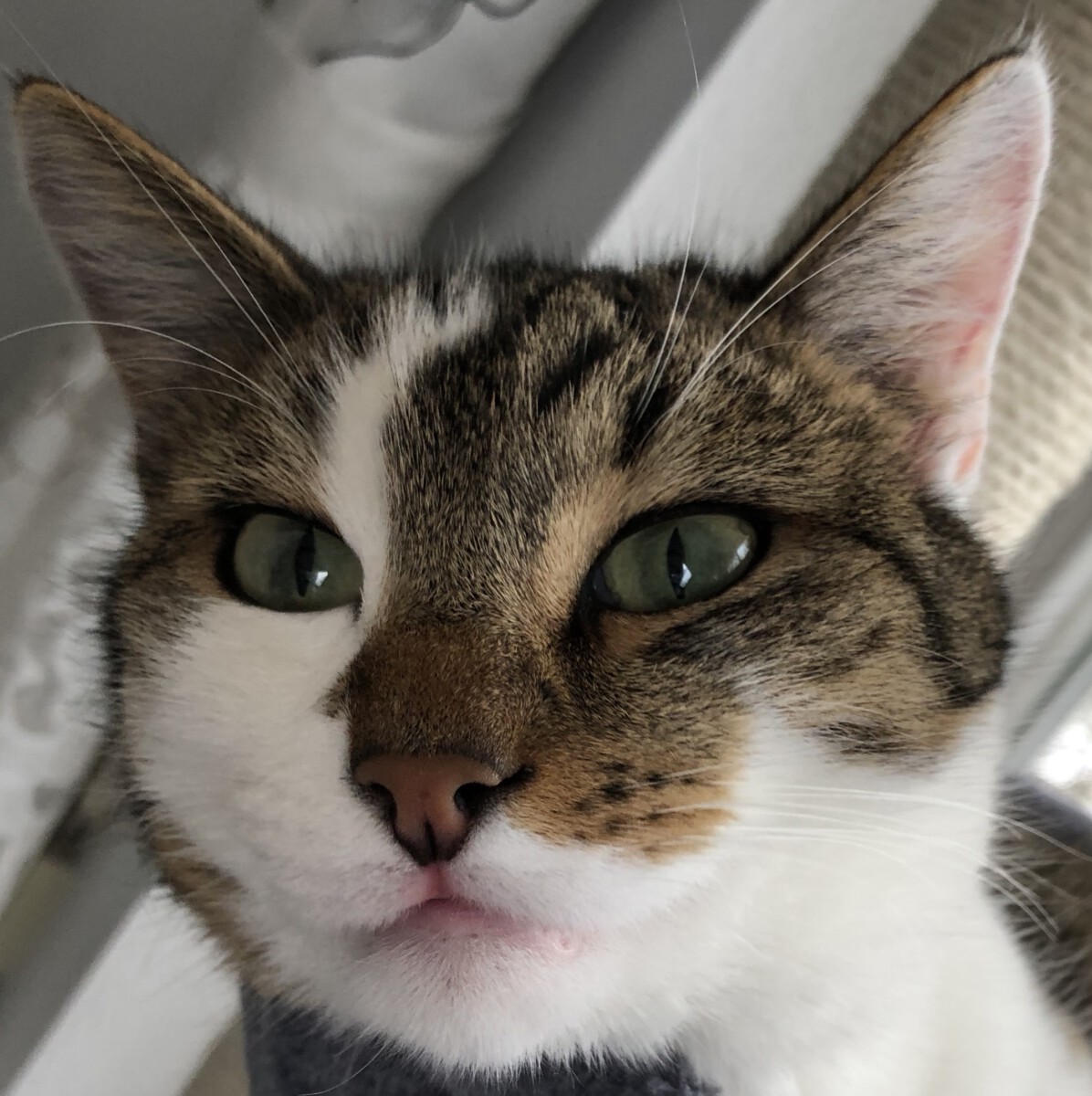 Read more about the article Wir hatten eine sichere Konferenz